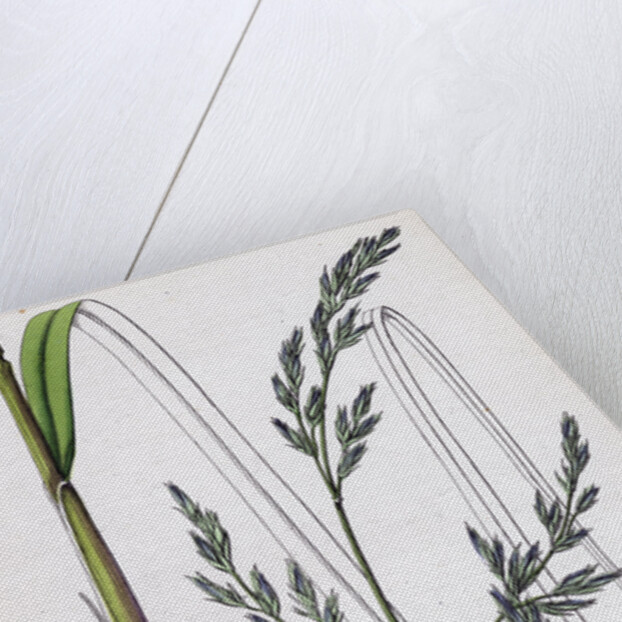 Festuca Elatior Var. Arundinacea Tall Fescue-Grass Var. B. by Anonymous