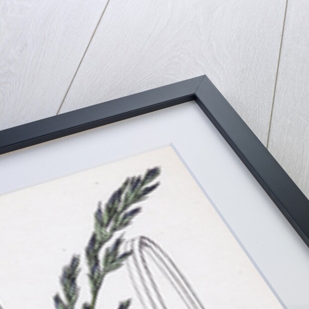 Festuca Elatior Var. Arundinacea Tall Fescue-Grass Var. B. by Anonymous