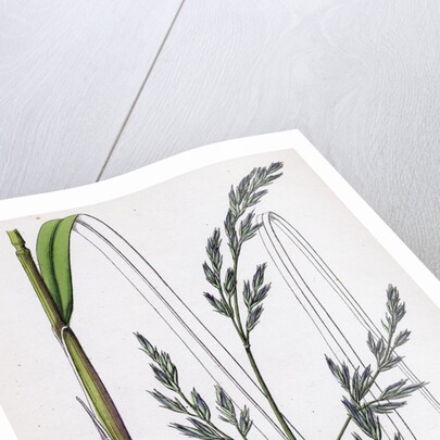 Festuca Elatior Var. Arundinacea Tall Fescue-Grass Var. B. by Anonymous