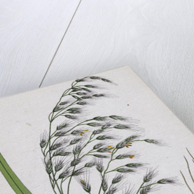 Bromus Giganteus Var. Genuinus Tall Brome-Grass Var. A. by Anonymous