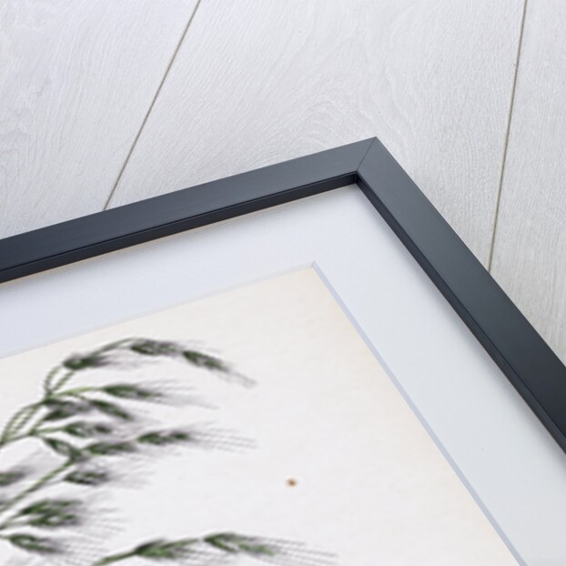 Bromus Giganteus Var. Genuinus Tall Brome-Grass Var. A. by Anonymous