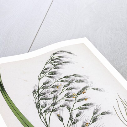 Bromus Giganteus Var. Genuinus Tall Brome-Grass Var. A. by Anonymous