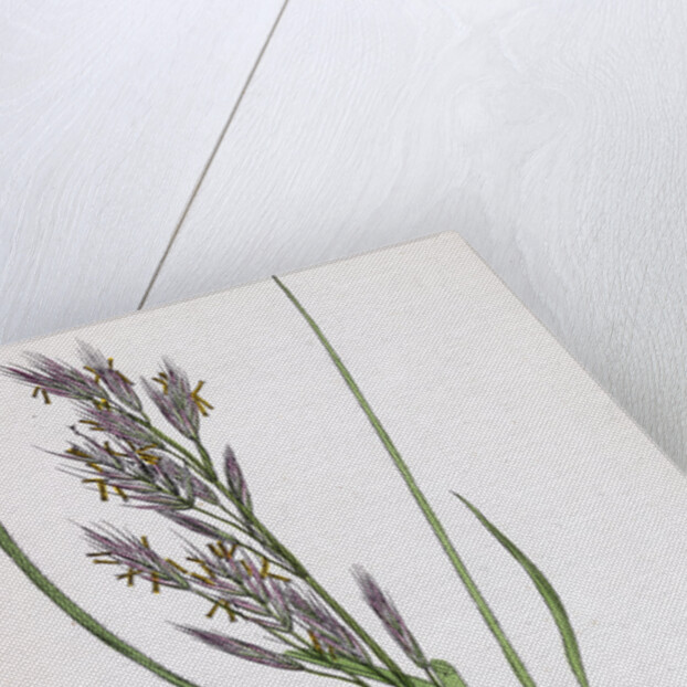 Bromus Erectus Upright Perennial Brome-Grass by Anonymous