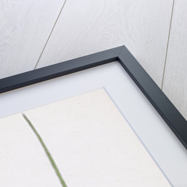 Bromus Erectus Upright Perennial Brome-Grass by Anonymous