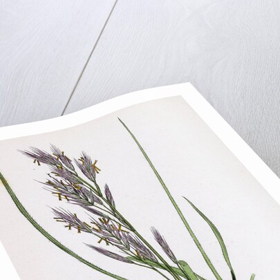 Bromus Erectus Upright Perennial Brome-Grass by Anonymous