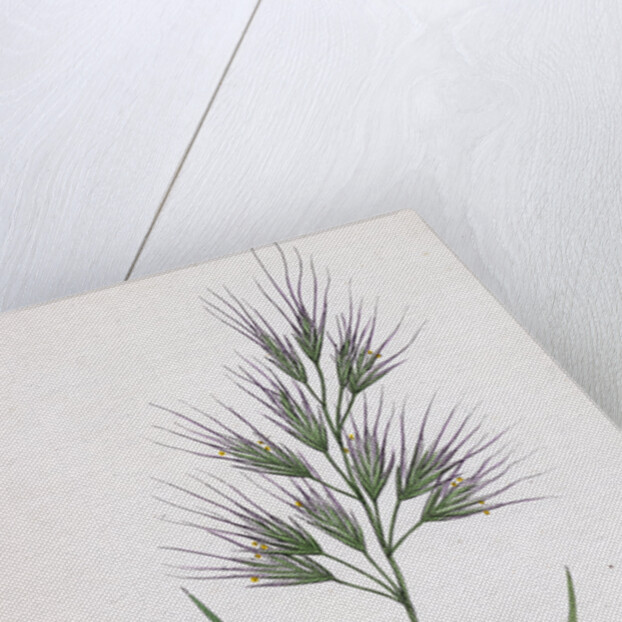 Bromus Madritensis Upright Annual Brome-Grass by Anonymous