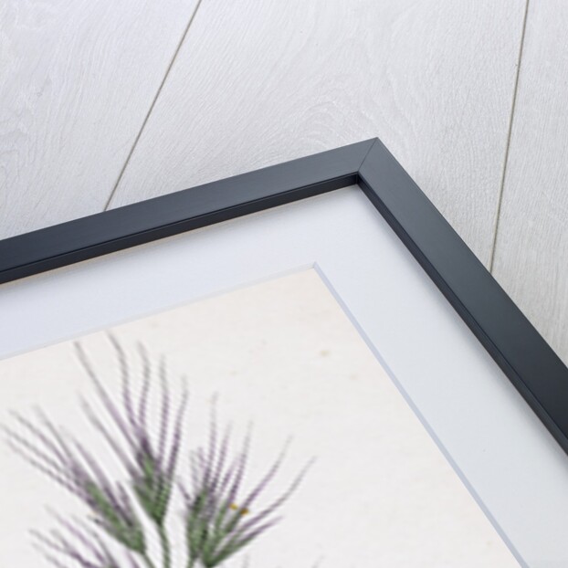 Bromus Madritensis Upright Annual Brome-Grass by Anonymous