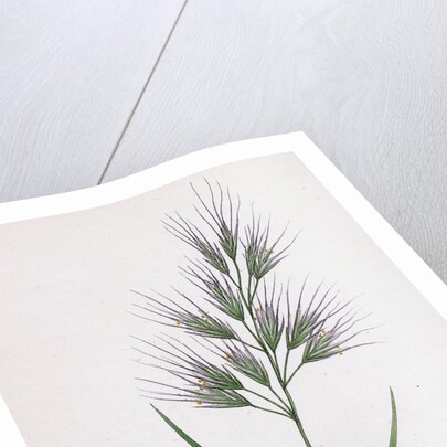 Bromus Madritensis Upright Annual Brome-Grass by Anonymous