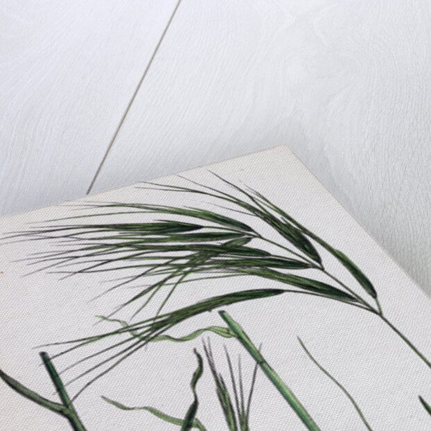 Bromus Maximus Great Brome-Grass by Anonymous