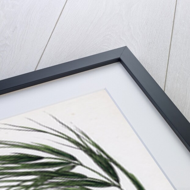 Bromus Maximus Great Brome-Grass by Anonymous