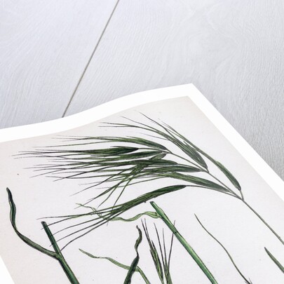 Bromus Maximus Great Brome-Grass by Anonymous