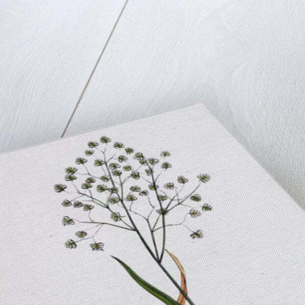 Briza Minor Small Quaking-Grass by Anonymous