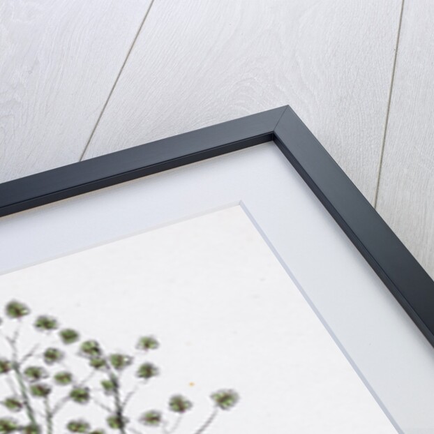 Briza Minor Small Quaking-Grass by Anonymous