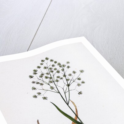 Briza Minor Small Quaking-Grass by Anonymous