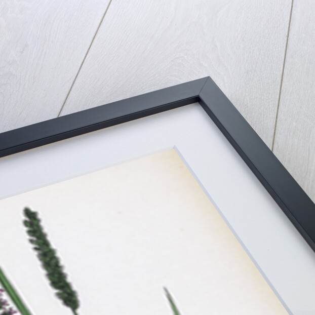 Cynosurus Cristatus Crested Dog's-Tail-Grass by Anonymous