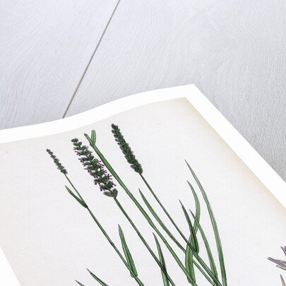 Cynosurus Cristatus Crested Dog's-Tail-Grass by Anonymous