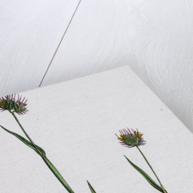 Cynosurus Echinatus Rough Dog's-Tail-Grass by Anonymous