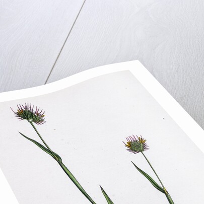 Cynosurus Echinatus Rough Dog's-Tail-Grass by Anonymous