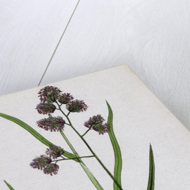 Dactylis Glomerata Rough Cock's-Foot-Grass by Anonymous