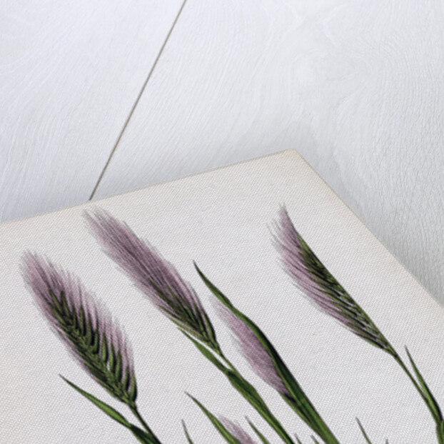 Festuca Uniglumis Single-Glumed Fescue-Grass by Anonymous