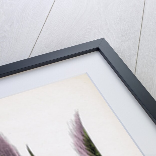 Festuca Uniglumis Single-Glumed Fescue-Grass by Anonymous