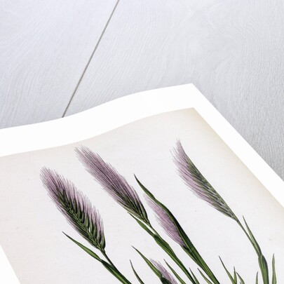 Festuca Uniglumis Single-Glumed Fescue-Grass by Anonymous