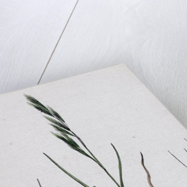 Festuca Sciuroides Barren Fescue-Grass by Anonymous