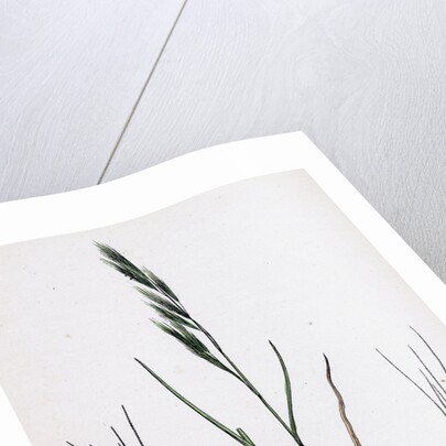 Festuca Sciuroides Barren Fescue-Grass by Anonymous