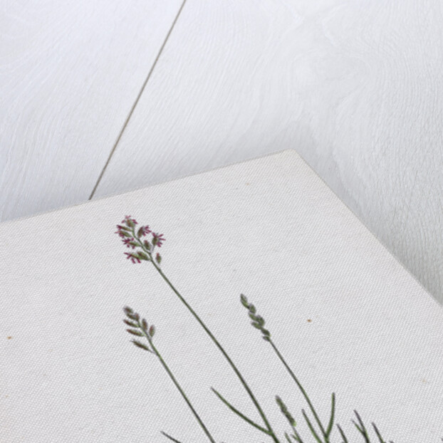 Festuca Ovina Var. Genuina Sheep's Fescue-Grass Var. A. by Anonymous