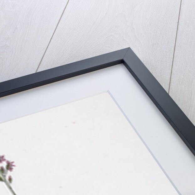 Festuca Ovina Var. Genuina Sheep's Fescue-Grass Var. A. by Anonymous