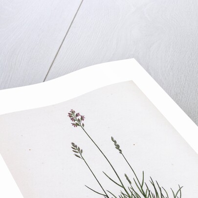 Festuca Ovina Var. Genuina Sheep's Fescue-Grass Var. A. by Anonymous