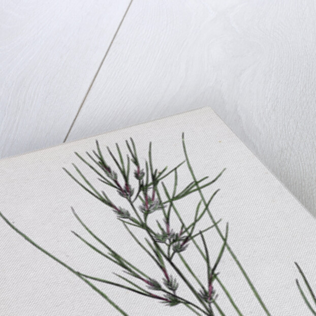 Festuca Ovina Vivipara Sheep's Fescue-Grass Viviparous Form by Anonymous