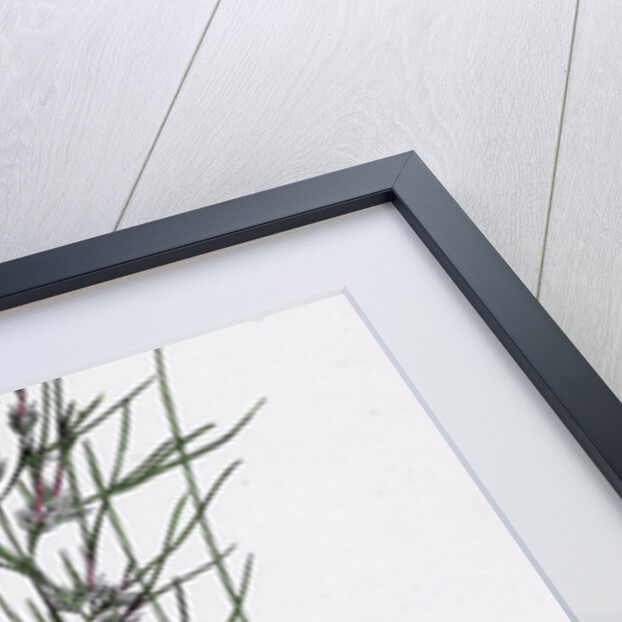 Festuca Ovina Vivipara Sheep's Fescue-Grass Viviparous Form by Anonymous