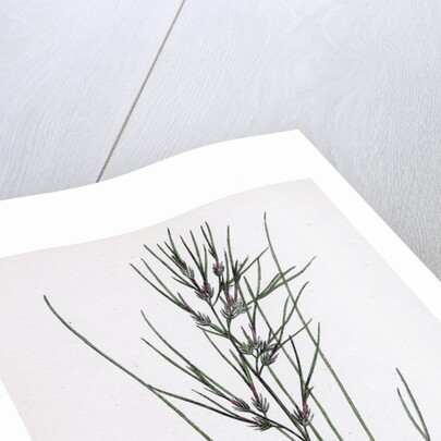 Festuca Ovina Vivipara Sheep's Fescue-Grass Viviparous Form by Anonymous