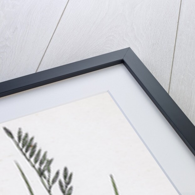 Festuca Duriuscula Hard Fescue-Grass by Anonymous