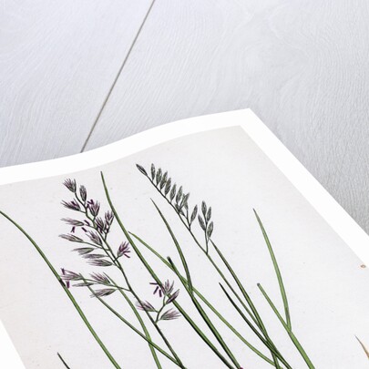 Festuca Duriuscula Hard Fescue-Grass by Anonymous