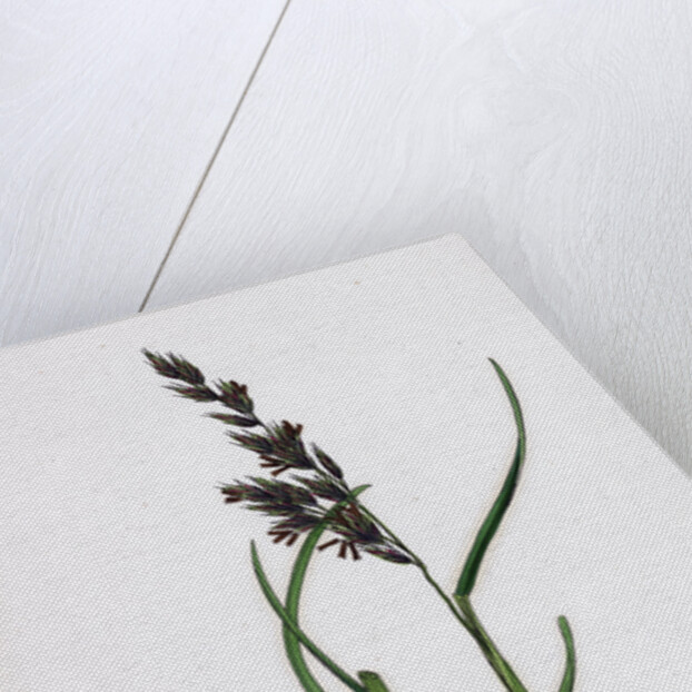 Festuca Arenaria Creeping Fescue-Grass by Anonymous