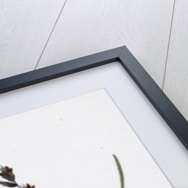 Festuca Arenaria Creeping Fescue-Grass by Anonymous