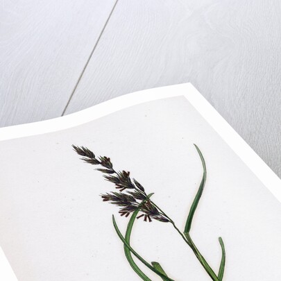 Festuca Arenaria Creeping Fescue-Grass by Anonymous