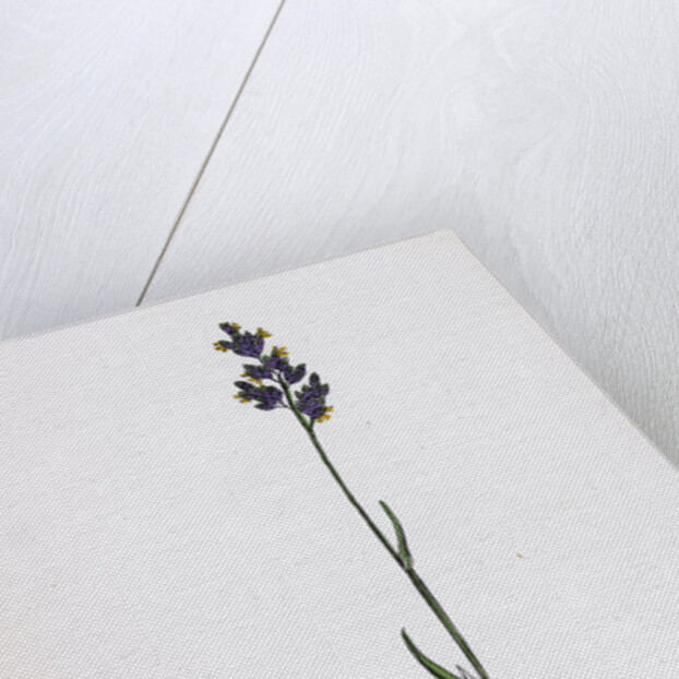 Poa Bulbosa Bulbous Meadow-Grass by Anonymous