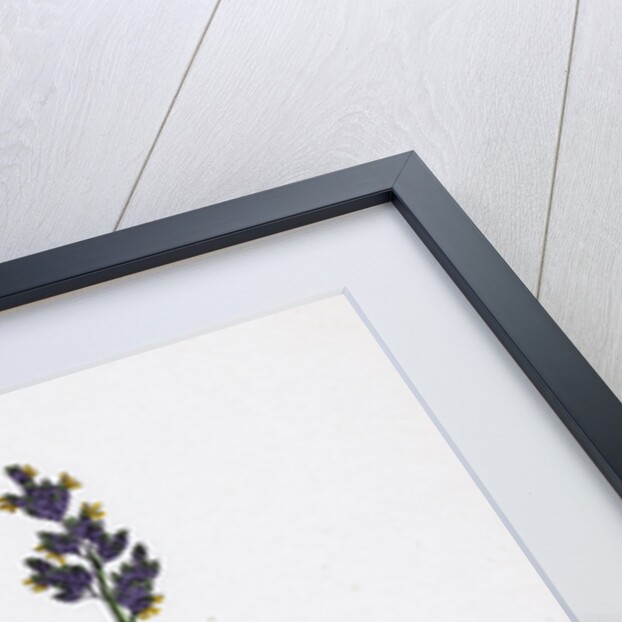 Poa Bulbosa Bulbous Meadow-Grass by Anonymous