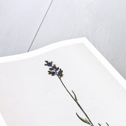 Poa Bulbosa Bulbous Meadow-Grass by Anonymous