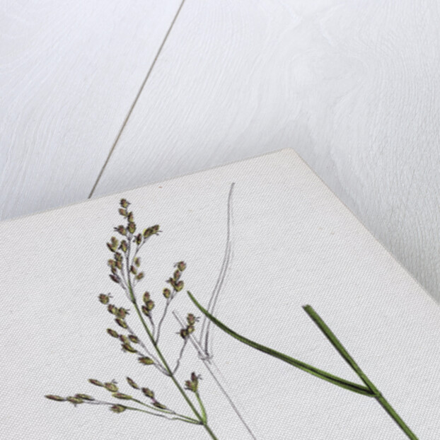 Poa Nemoralis Var. Parnellii Wood Meadow-Grass Var. E. by Anonymous