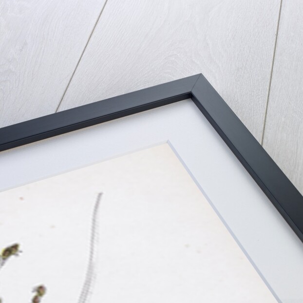 Poa Nemoralis Var. Parnellii Wood Meadow-Grass Var. E. by Anonymous