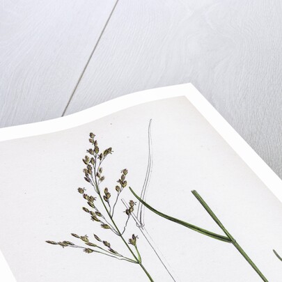 Poa Nemoralis Var. Parnellii Wood Meadow-Grass Var. E. by Anonymous