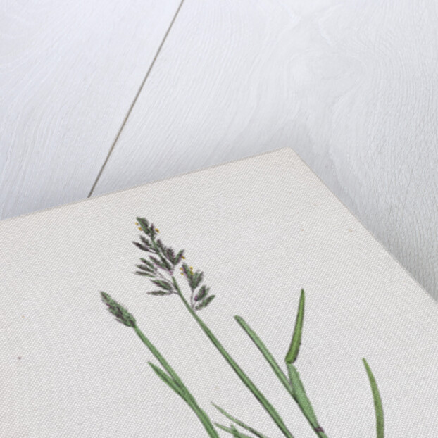 Poa Compressa Flat-Stemmed Meadow-Grass by Anonymous