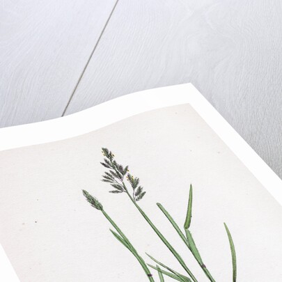 Poa Compressa Flat-Stemmed Meadow-Grass by Anonymous