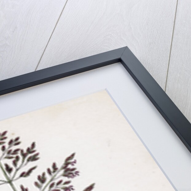 Poa Pratensis Var. Genuina Smooth Meadow-Grass Var. A. by Anonymous