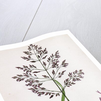 Poa Pratensis Var. Genuina Smooth Meadow-Grass Var. A. by Anonymous