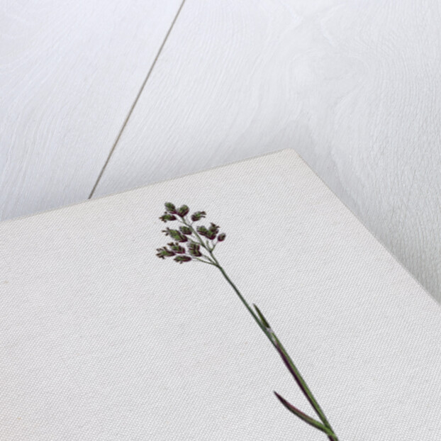 Poa Pratensis Var. Subcaerulea Smooth Meadow-Grass Var. Y. by Anonymous